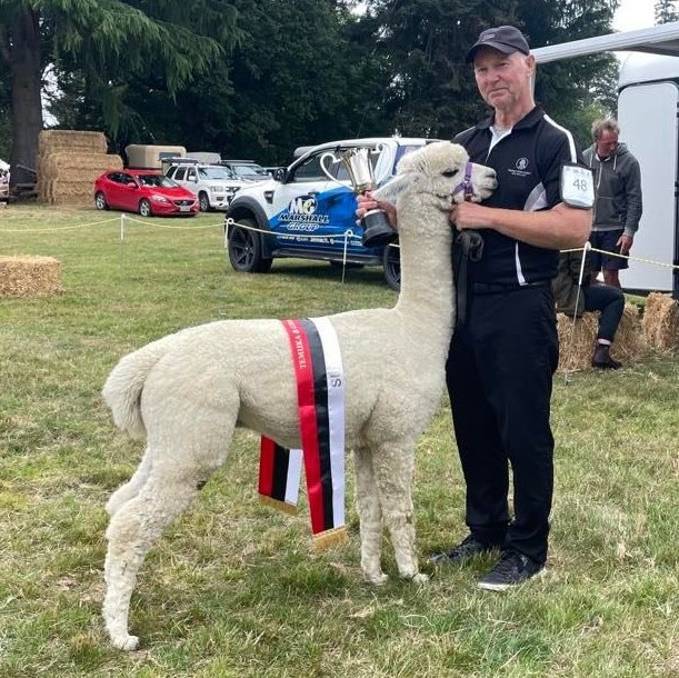 picture of alpaca fleece 'Sven'